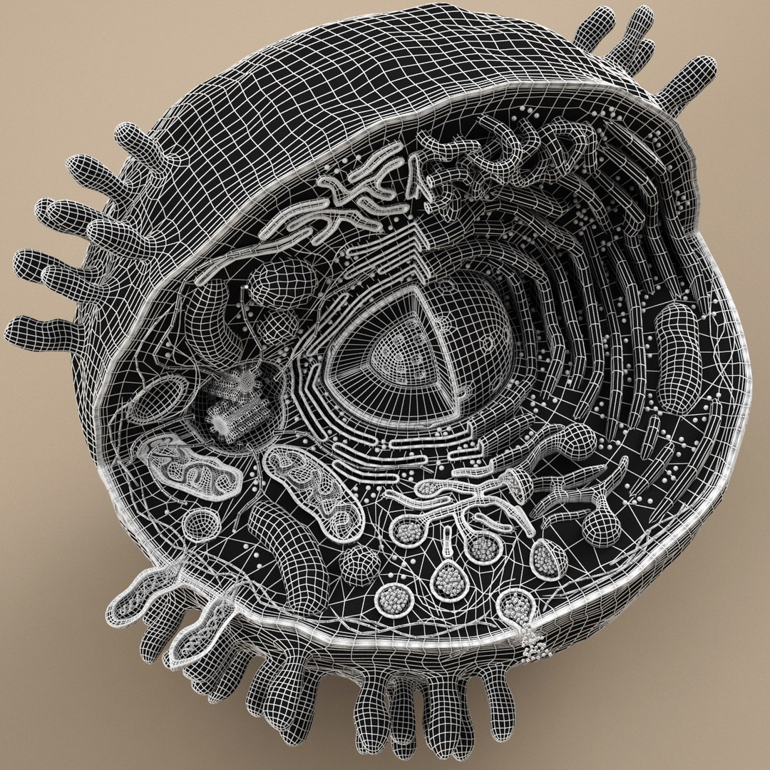 cell animal 3d model https://p.turbosquid.com/ts-thumb/Mc/gZp2YR/SVvF9ZdY/ac_g_10003/jpg/1415972920/1920x1080/fit_q87/dc3e21696b53c1935e1590100c6453e0b54cd3a6/ac_g_10003.jpg