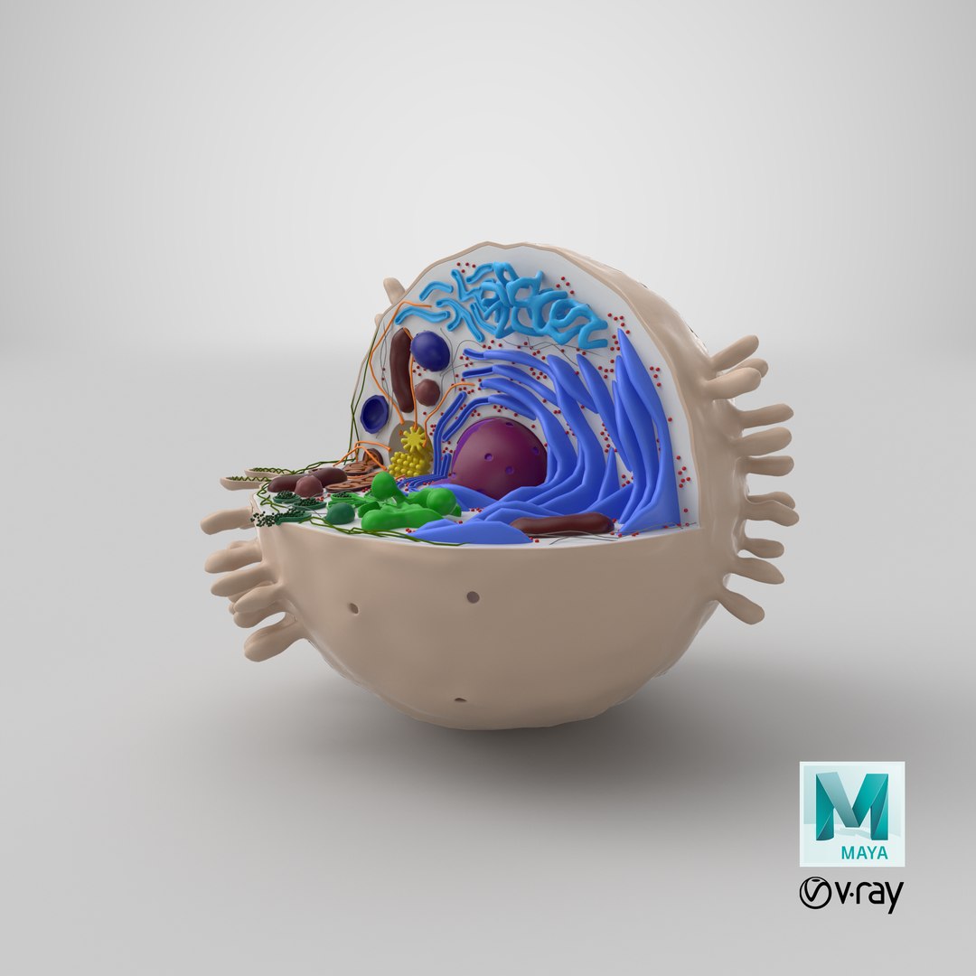 cell animal 3d model https://p.turbosquid.com/ts-thumb/Mc/gZp2YR/SqPb0vlY/stemcell_maya_vray_render/png/1537814543/1920x1080/fit_q87/ffccb12509c9e030ac65bf1a1818c57459bf48cc/stemcell_maya_vray_render.jpg