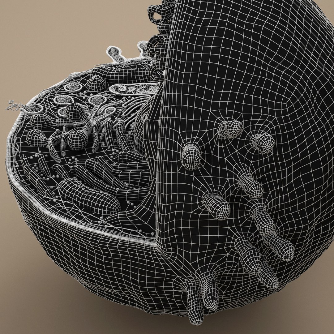 cell animal 3d model https://p.turbosquid.com/ts-thumb/Mc/gZp2YR/Xd45p4z9/ac_g_10007/jpg/1415972920/1920x1080/fit_q87/e78635ca2a75ef3d62d8f6dc7cf5429e7732eee7/ac_g_10007.jpg