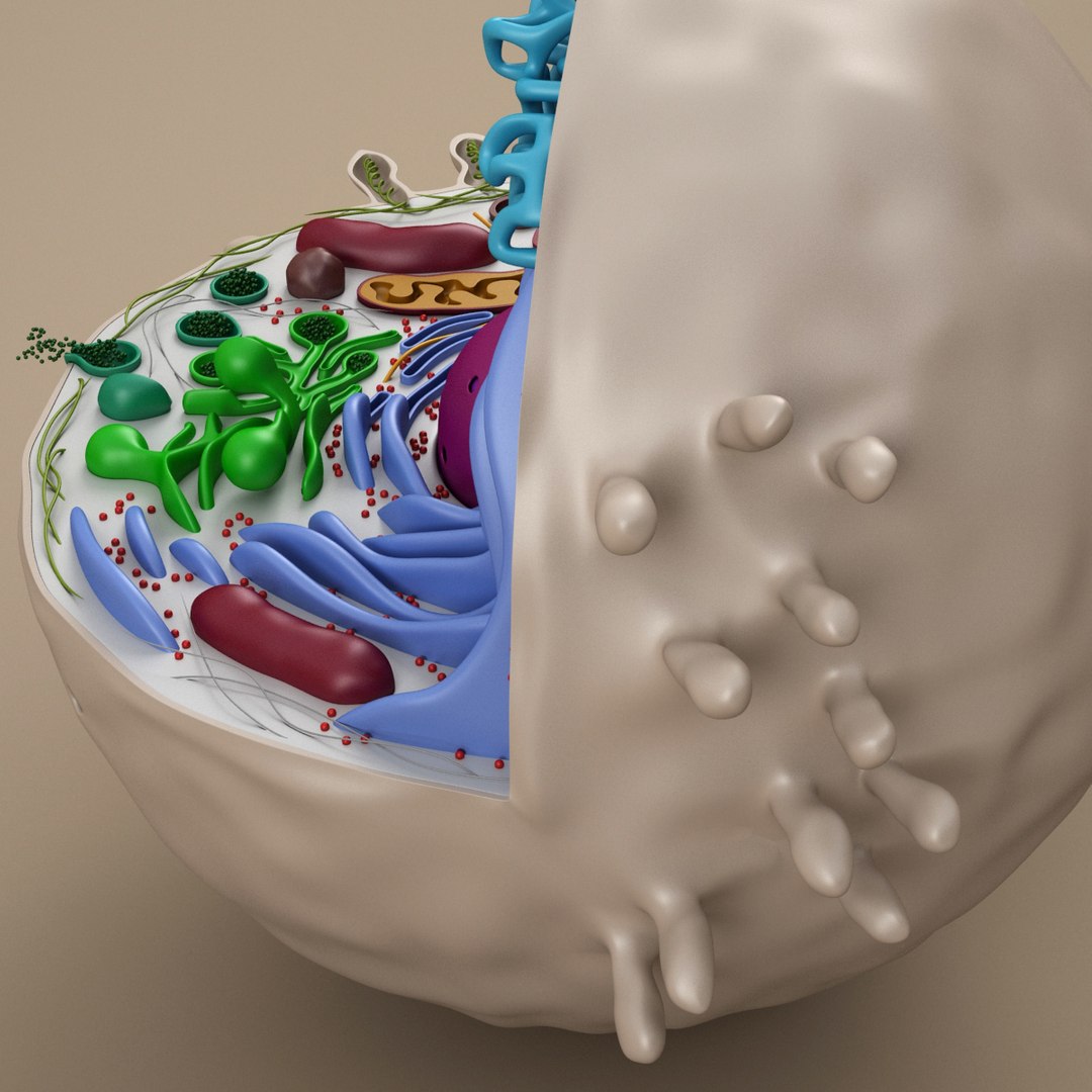 cell animal 3d model https://p.turbosquid.com/ts-thumb/Mc/gZp2YR/cPF54Csa/ac_10007/jpg/1415909351/1920x1080/fit_q87/57b7124b430fa1c580dd42f8e137dcf296a77ce5/ac_10007.jpg