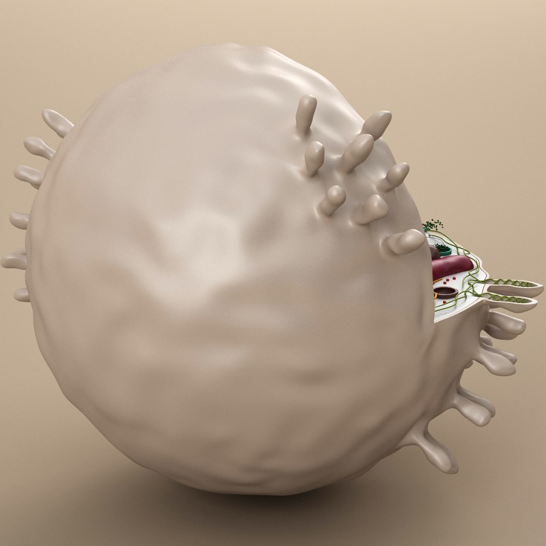 cell animal 3d model https://p.turbosquid.com/ts-thumb/Mc/gZp2YR/cgJTvJxp/ac_10008/jpg/1415909351/1920x1080/fit_q87/591dffb17d19e797b37a07e0c047ecab542a045f/ac_10008.jpg