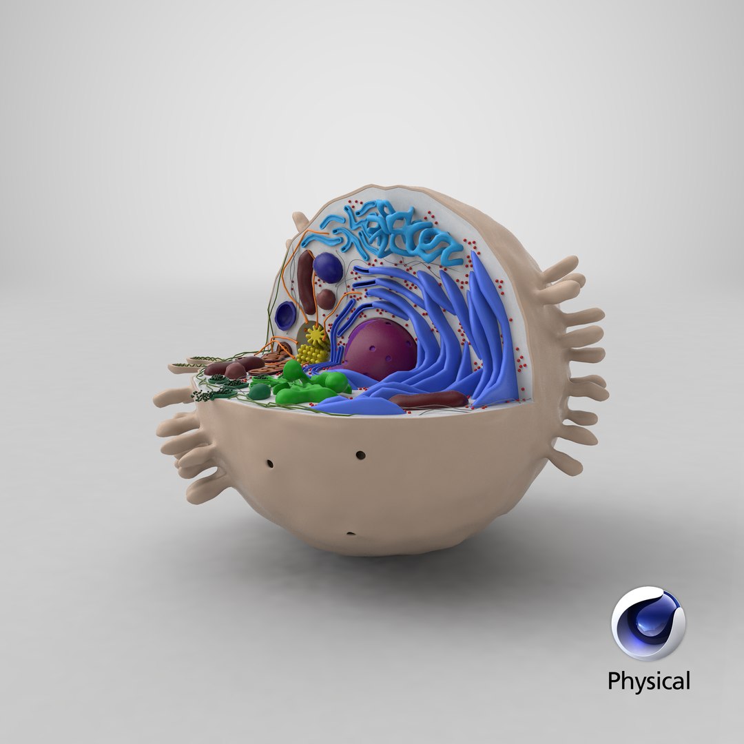 cell animal 3d model https://p.turbosquid.com/ts-thumb/Mc/gZp2YR/tb2FTV1F/stemcell_cinema_4d_physical_render/png/1537814561/1920x1080/fit_q87/ce0595354618839c0598a6ef84fb4024861eb877/stemcell_cinema_4d_physical_render.jpg