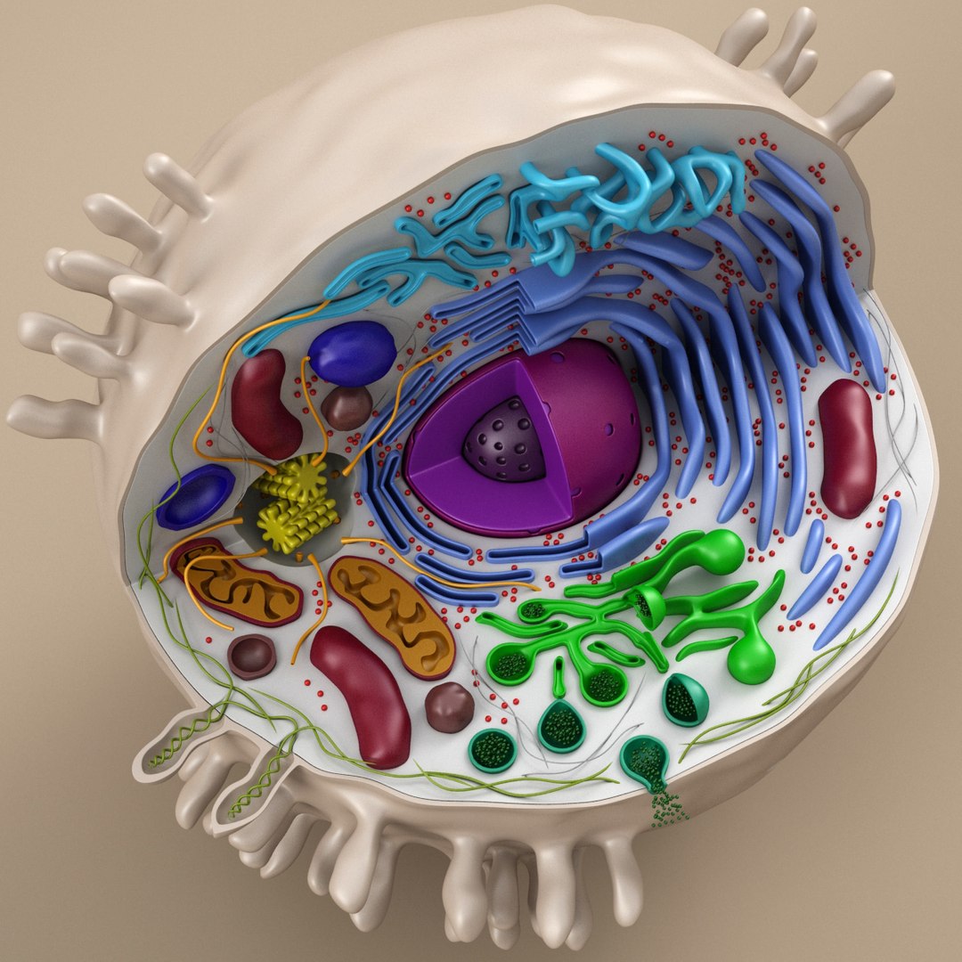 cell animal 3d model https://p.turbosquid.com/ts-thumb/Mc/gZp2YR/uzOxLX5M/ac_10003/jpg/1415909351/1920x1080/fit_q87/c777a80c68ca65f7d3a76a696fe09d595c638250/ac_10003.jpg