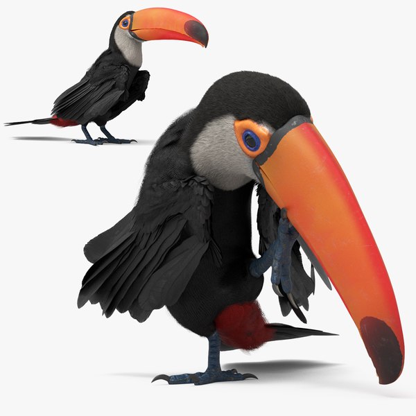 Toco Toucan Cleaning Body Fur Animated Rigged For Maya 3D 모델 ...