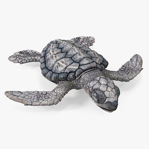 Baby Sea Turtle Gray Rigged for Maya