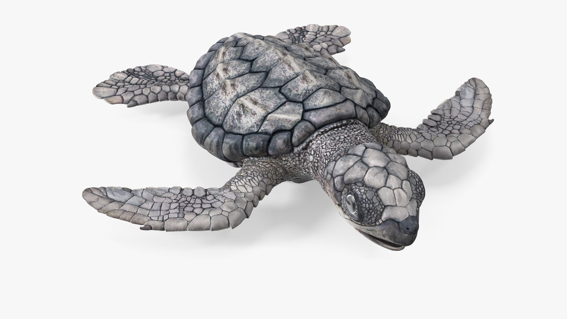Baby Sea Turtle Gray Rigged for Maya 3D model preview