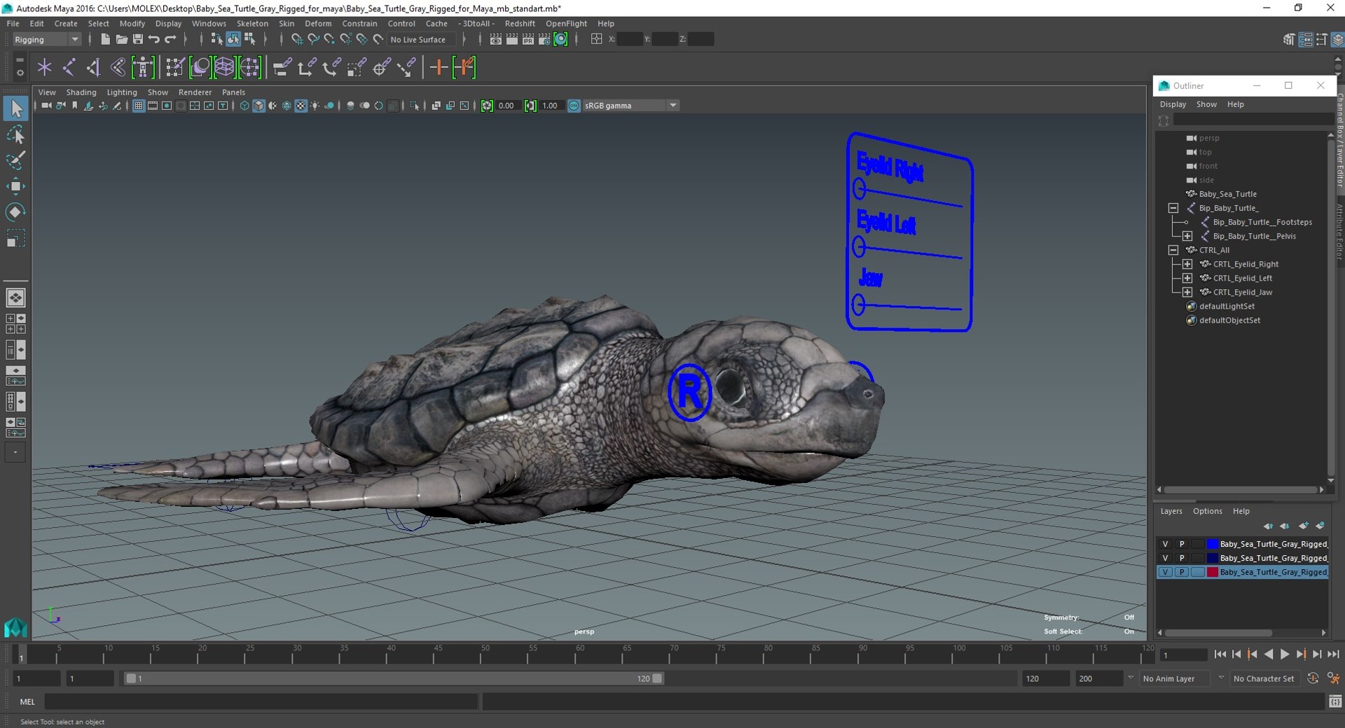 Baby Sea Turtle Gray Rigged For Maya 3D Model - TurboSquid 2205420