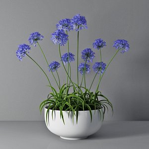 3D agapanthus african lily model