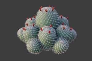 3D XfrogPlants Twin Spined Cactus - Mammillaria Geminispina