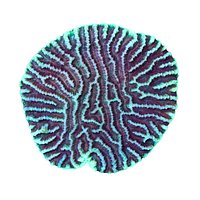 Favia Coral 07