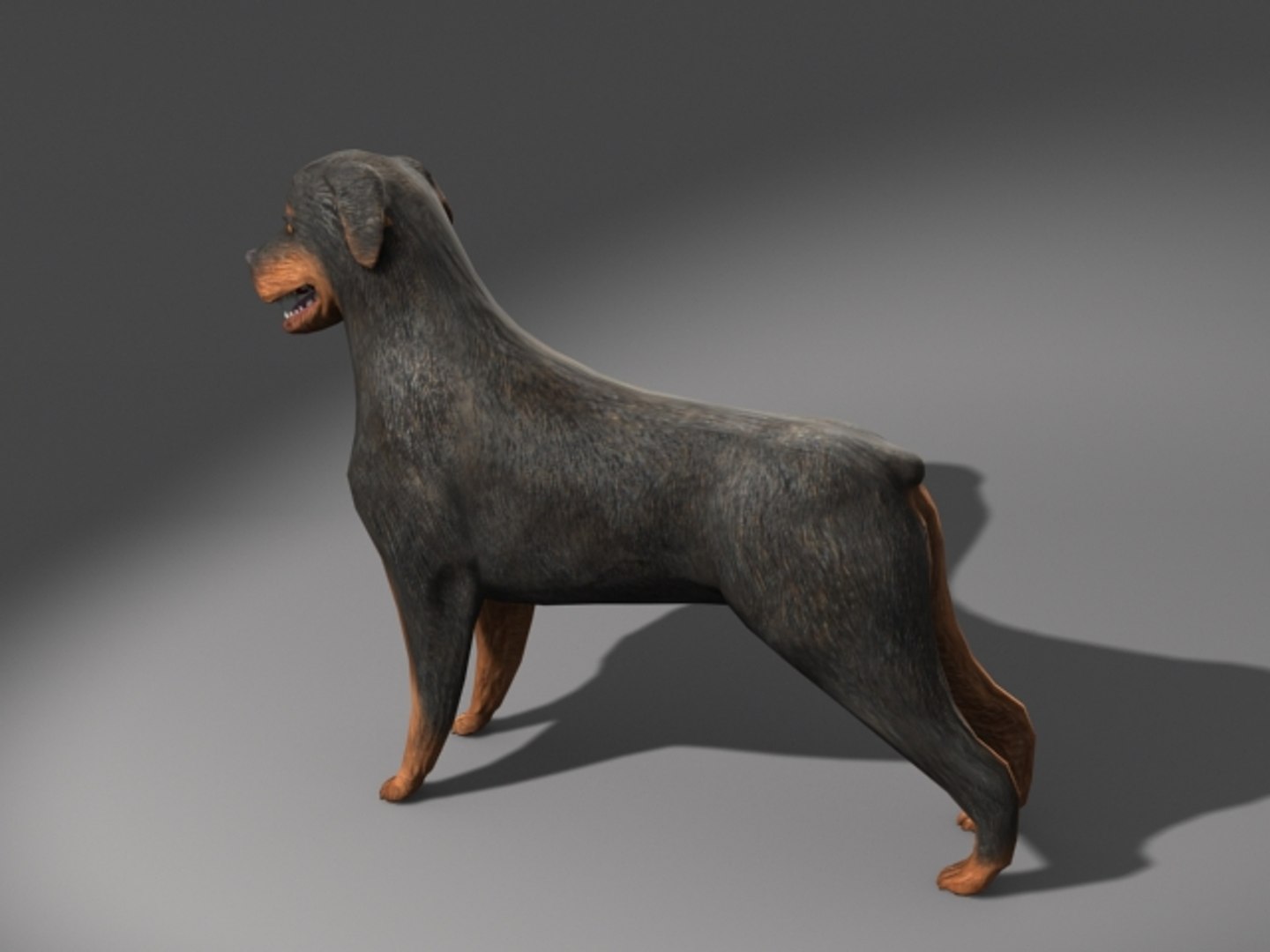 Max Rottweiler Dog