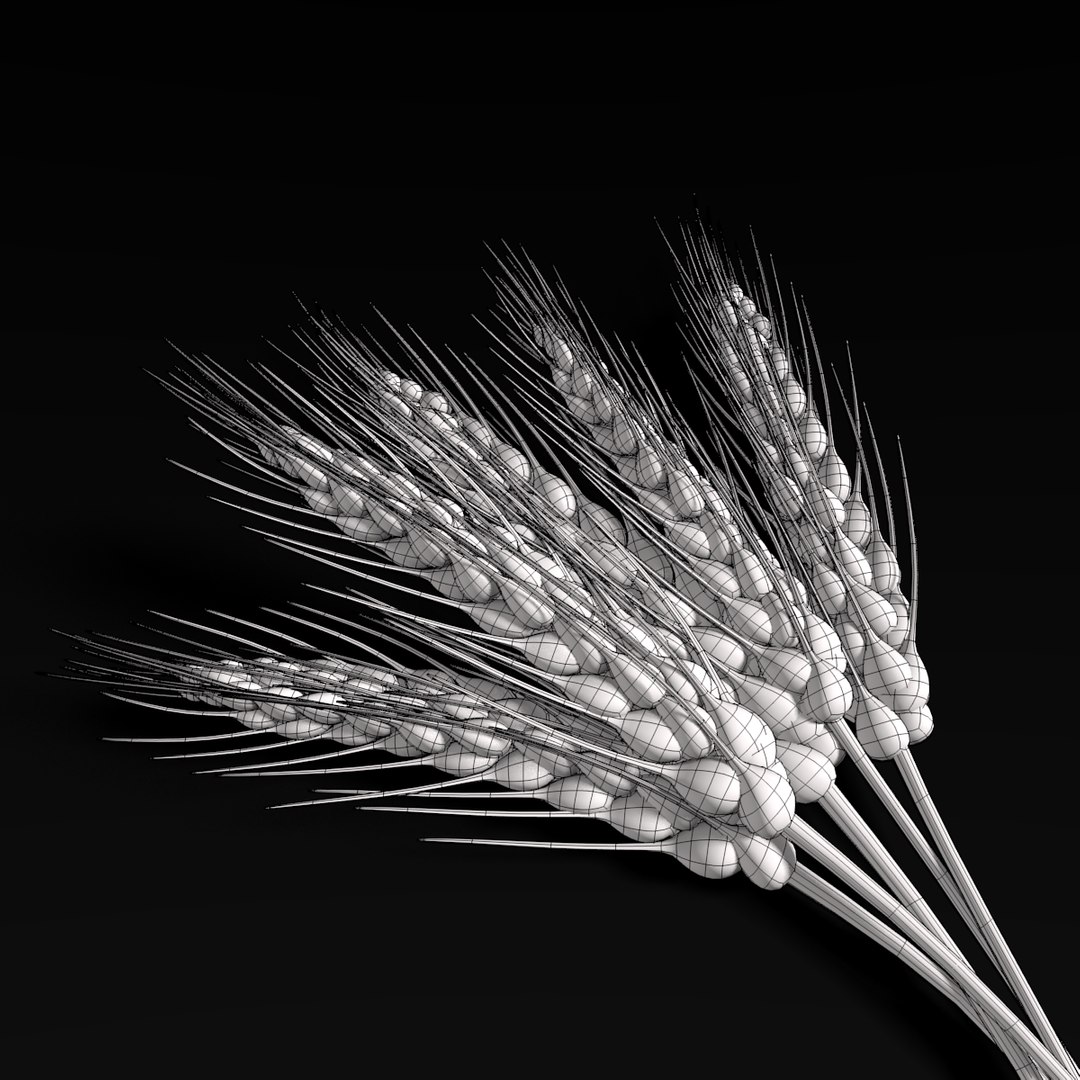 Wheat 3d Model