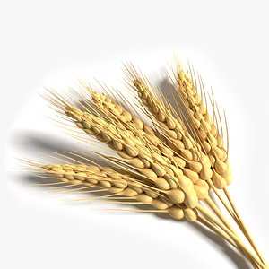 wheat 3d model