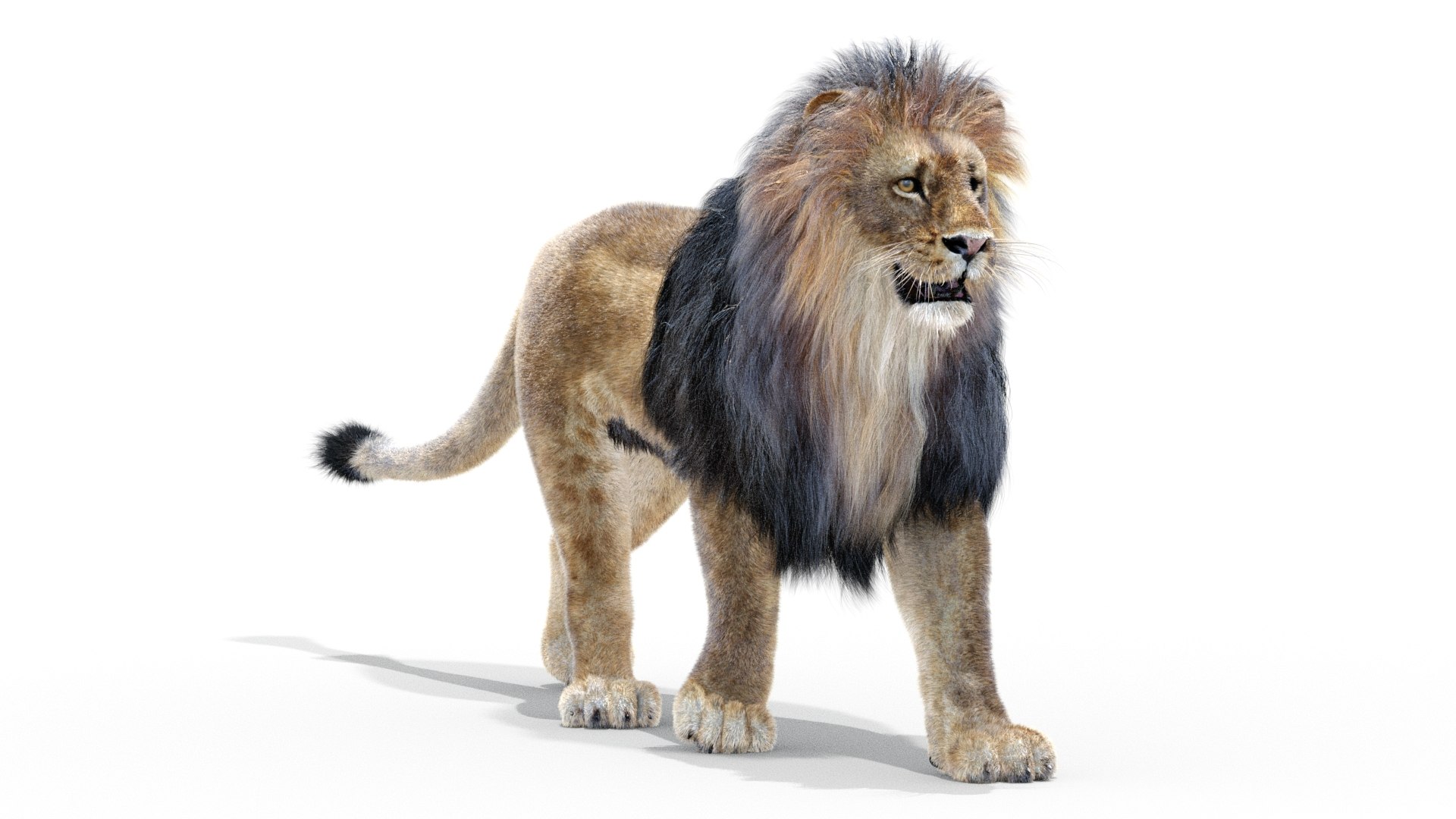 Lion fur. Макс Лев. Lion 3d model.