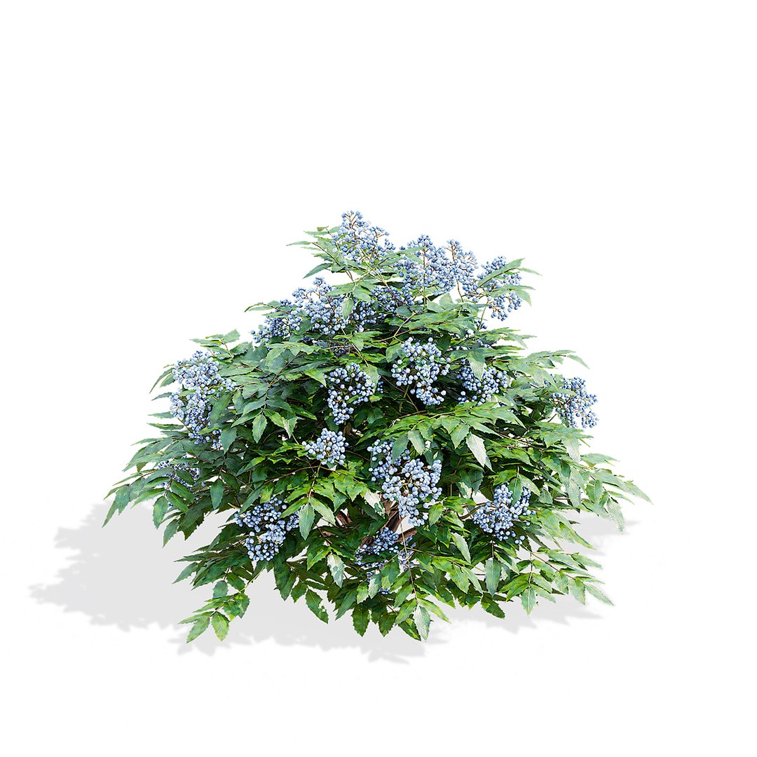 Mahonia aquifoliumi berries 3D model https://p.turbosquid.com/ts-thumb/Md/Tm15XP/L9/mahonia_aquifolium_berrys_view_007/jpg/1738671728/1920x1080/fit_q87/5dbfbe5c6c4971ef39c00e07bc0484f27e69e46e/mahonia_aquifolium_berrys_view_007.jpg