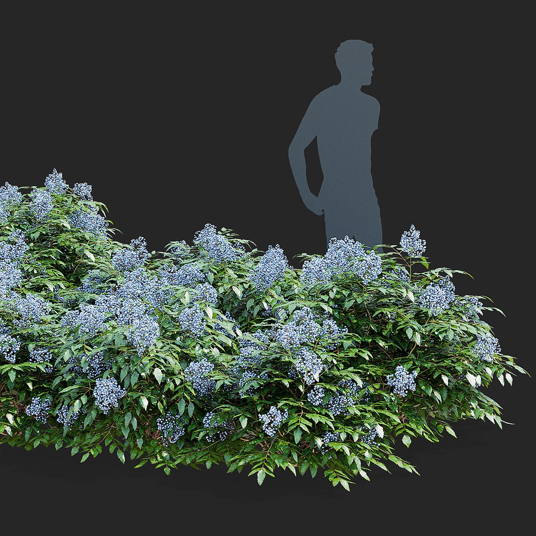 Mahonia aquifoliumi berries 3D model https://p.turbosquid.com/ts-thumb/Md/Tm15XP/LC/mahonia_aquifolium_berrys_view_003_38/jpg/1738671729/1920x1080/fit_q87/bffb4336319f31c30465de97a0efe300657c4d8e/mahonia_aquifolium_berrys_view_003_38.jpg