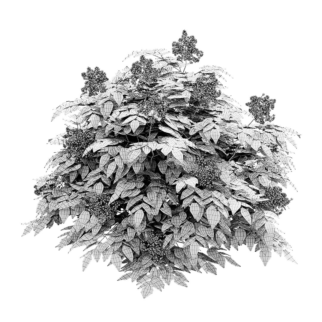 Mahonia aquifoliumi berries 3D model https://p.turbosquid.com/ts-thumb/Md/Tm15XP/SA/mahonia_aquifolium_berrys_view_005/jpg/1738671726/1920x1080/fit_q87/8332ecff9ae6684d8e85f6f659310aa98c02d616/mahonia_aquifolium_berrys_view_005.jpg