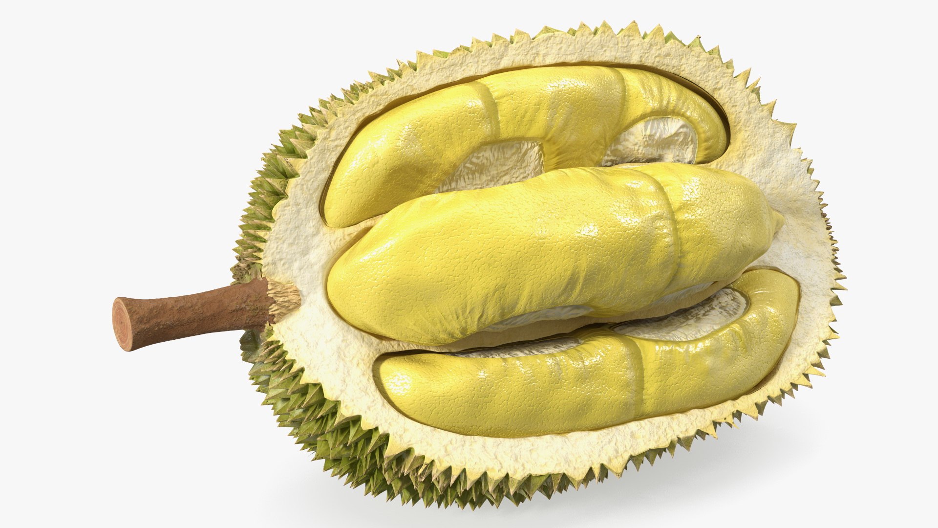 Durian Fresh Cut in Half 3D model preview