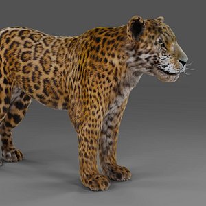 3D Fur Jaguar V02 NO Rigged in Blender model