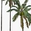 3d model coconut palm trees