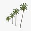3d model coconut palm trees