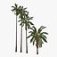 3d model coconut palm trees