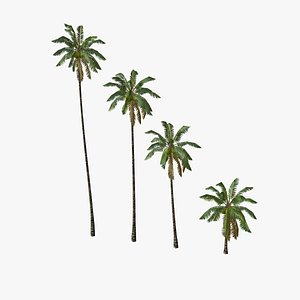 3d model coconut palm trees