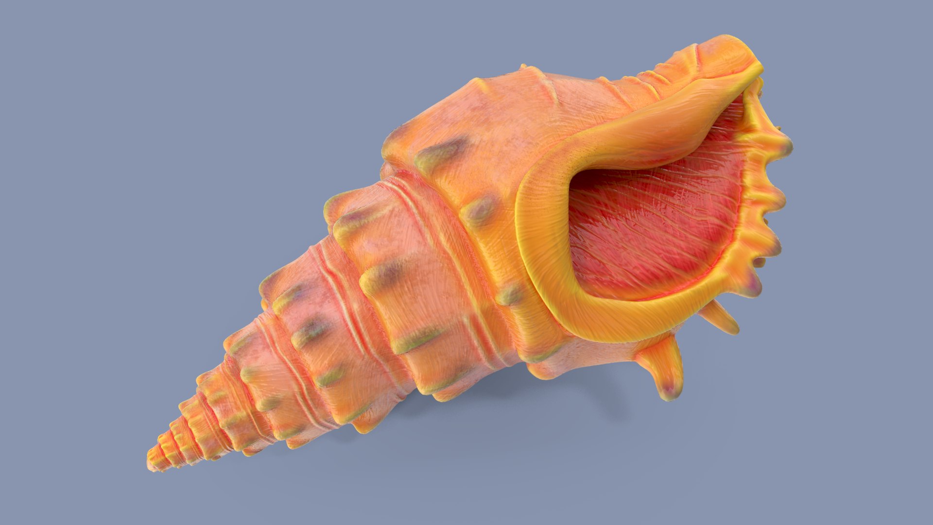 Sea Shell 01 01 Model - TurboSquid 1736204