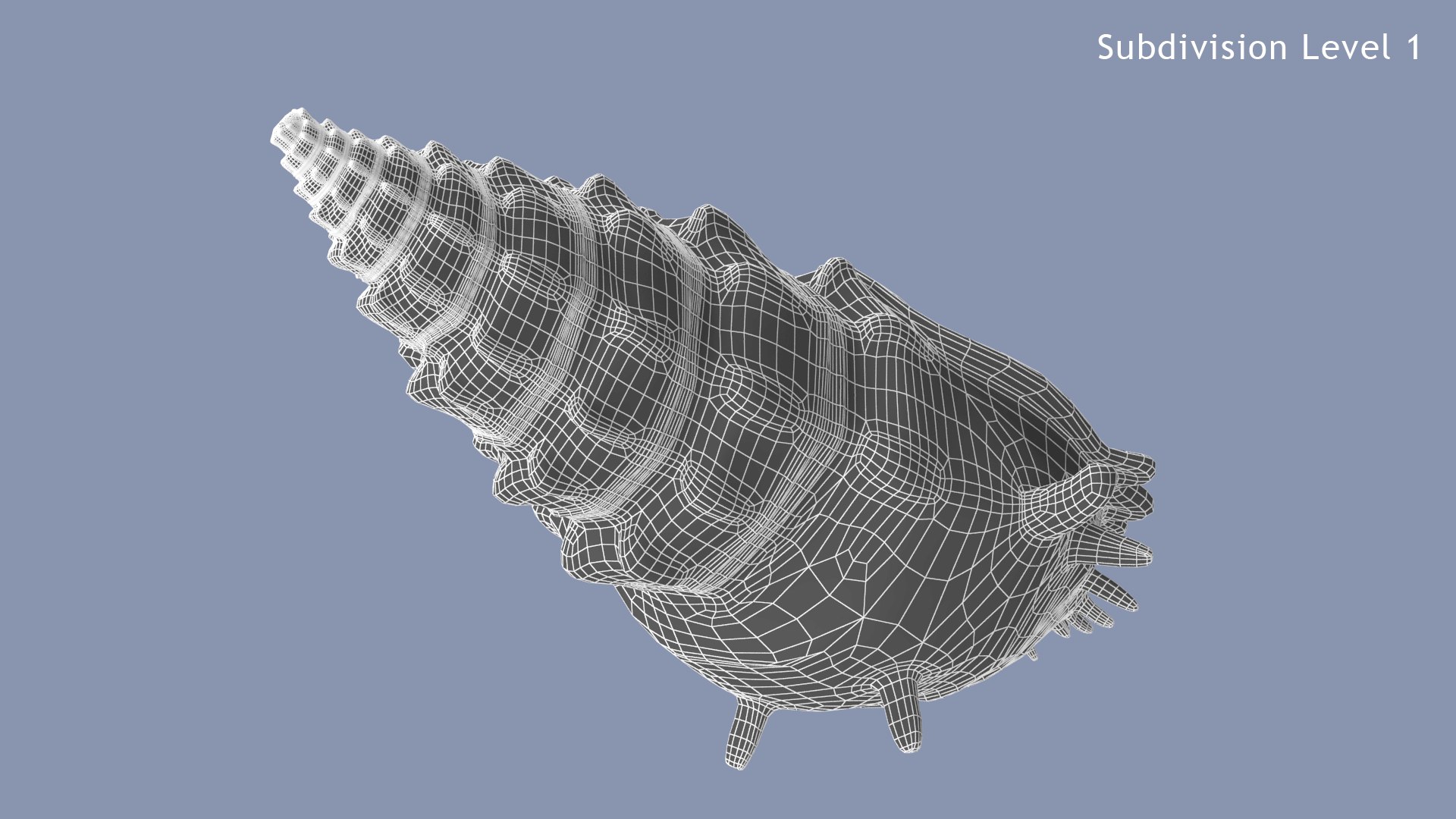 Sea Shell 01 01 Model - TurboSquid 1736204