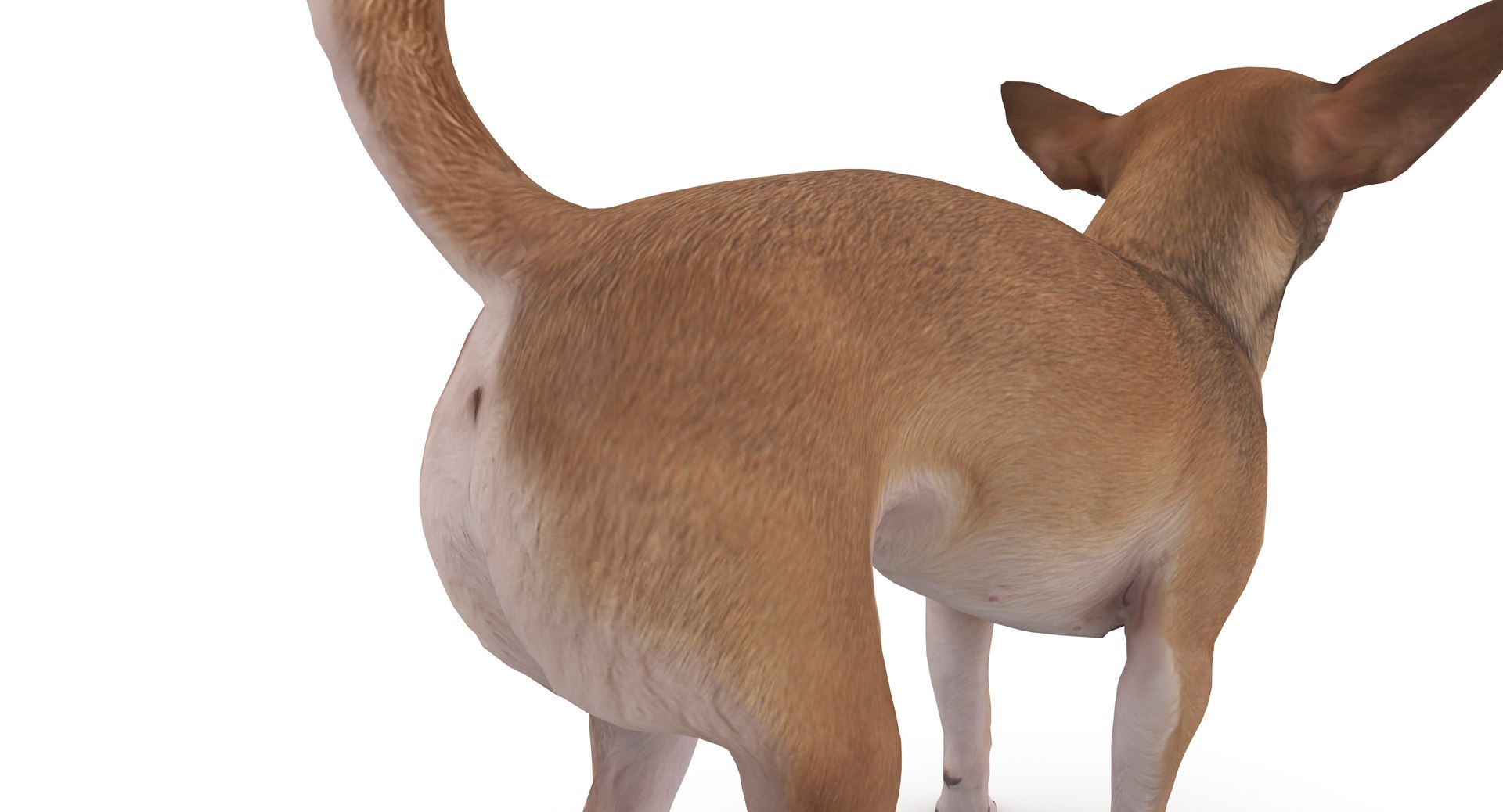 chihuahua people 2017 3D model https://p.turbosquid.com/ts-thumb/Md/zCincO/8HG9KYsj/40009/png/1514802607/1920x1080/fit_q87/6b26724294e91c034af77853af27389d944e6766/40009.jpg