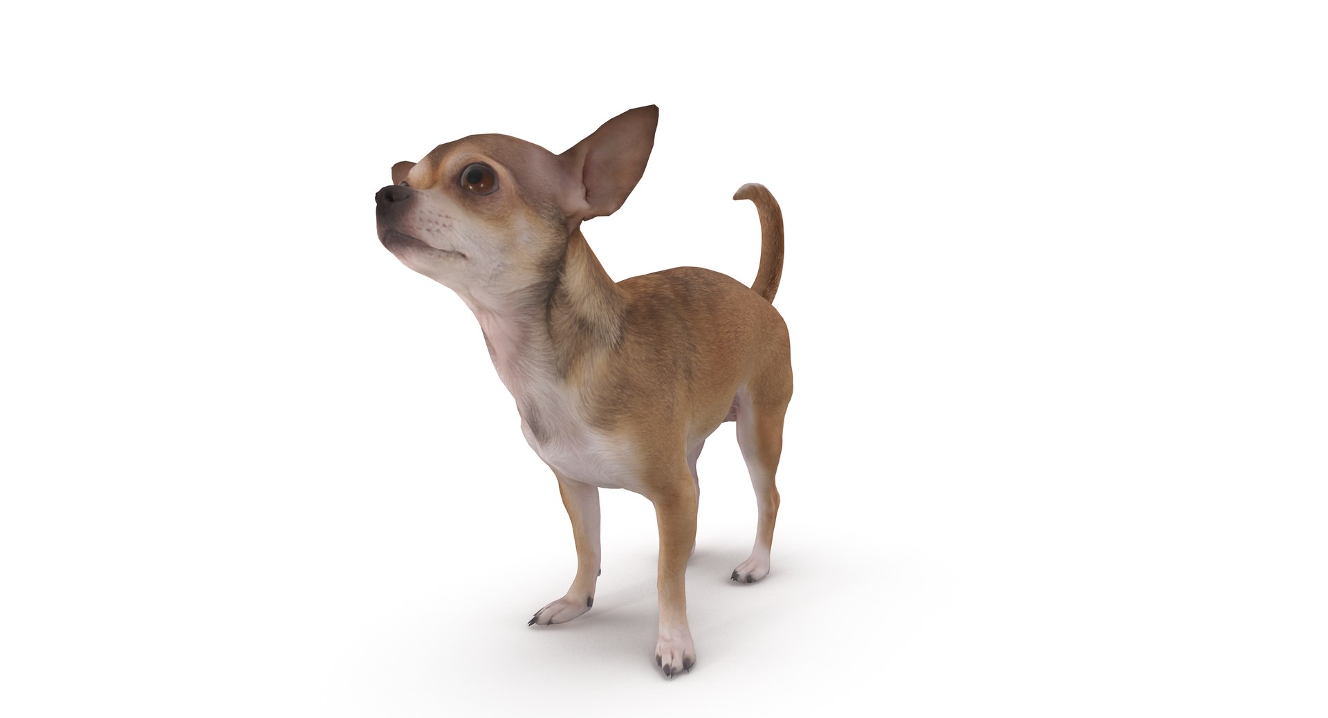 chihuahua people 2017 3D model https://p.turbosquid.com/ts-thumb/Md/zCincO/Qu6l6E7J/000/png/1514802590/1920x1080/turn_fit_q87/eefd9ce22cb7c0033a09afeb2a345cc2a0c6e60f/000-1.jpg