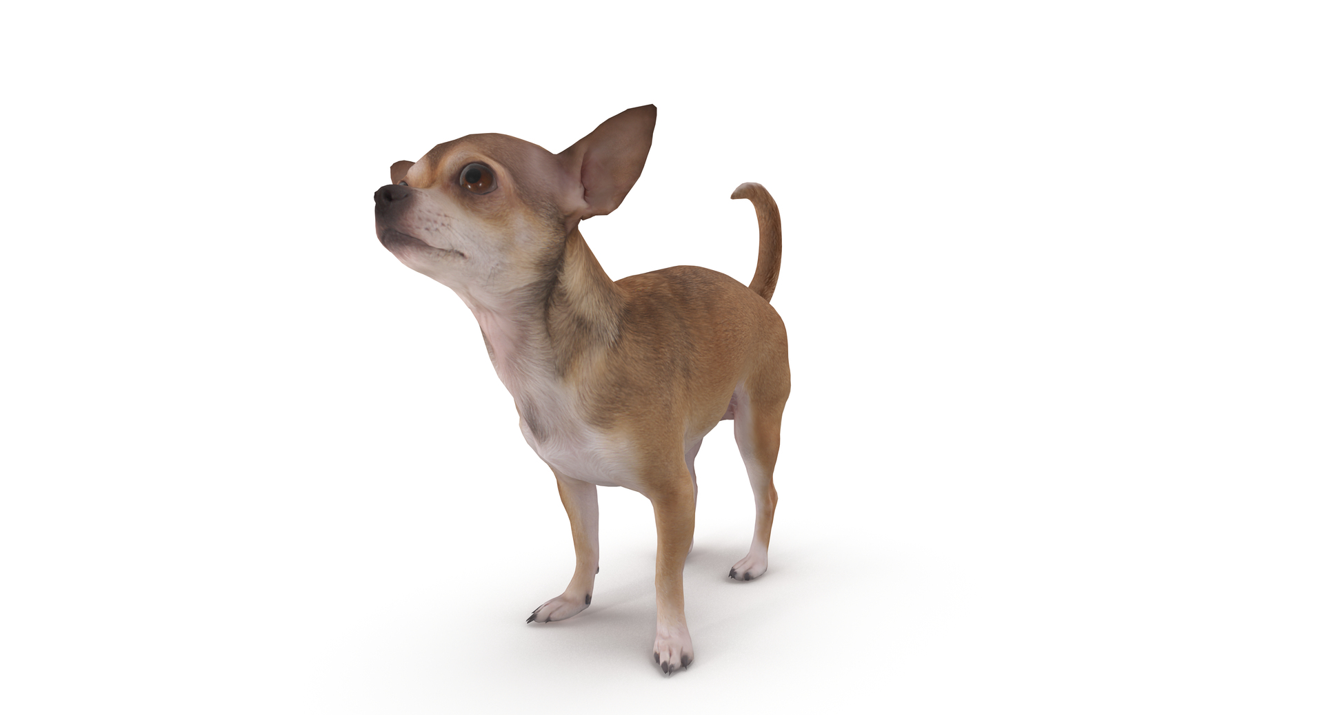 chihuahua people 2017 3D model https://p.turbosquid.com/ts-thumb/Md/zCincO/Qu6l6E7J/000/png/1514802590/1920x1080/turn_fit_q99/a160426db15b5ac5f316aefaa3b1f03ba712e4da/000-1.jpg