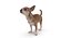 chihuahua people 2017 3D model