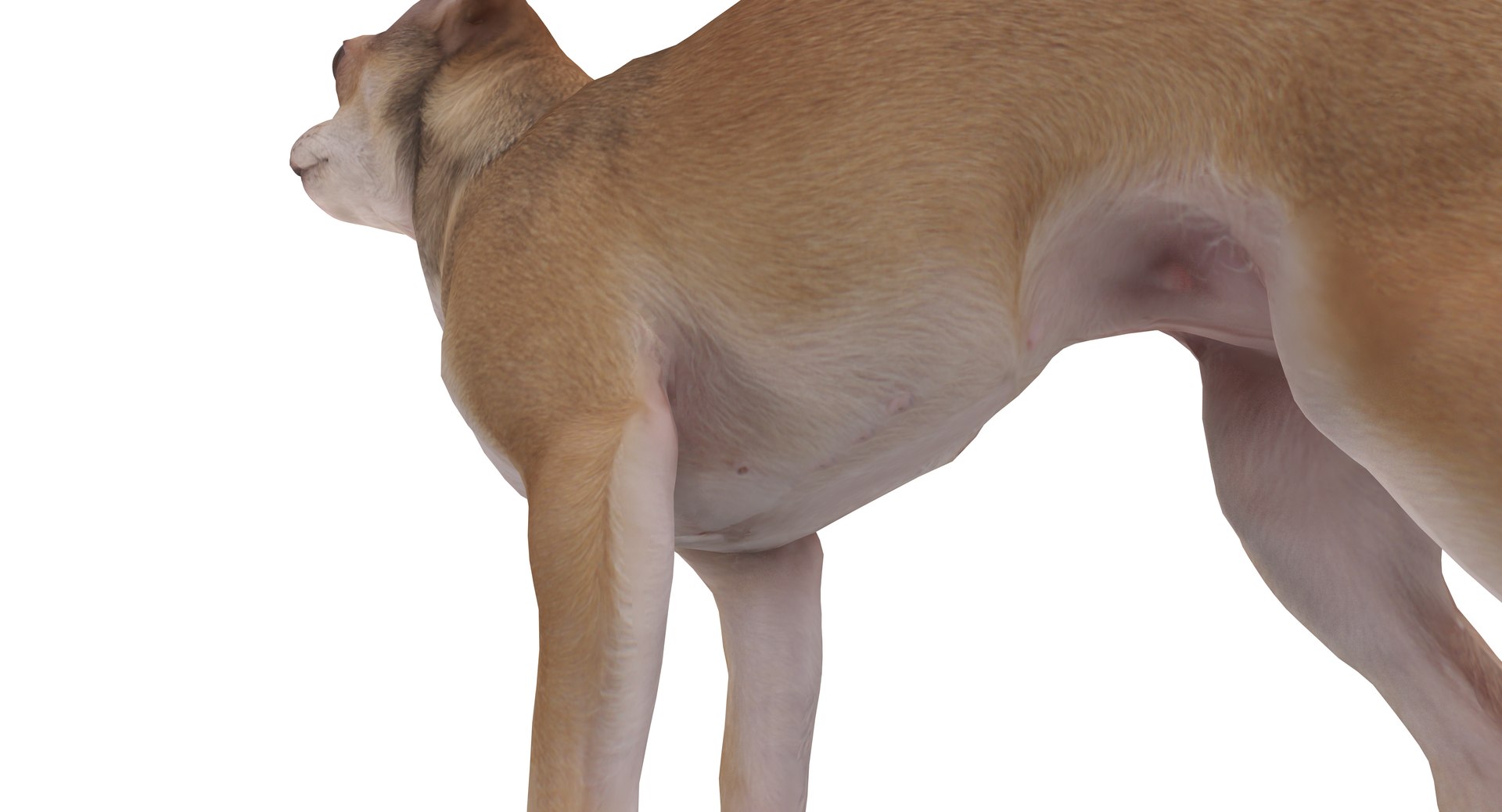 chihuahua people 2017 3D model https://p.turbosquid.com/ts-thumb/Md/zCincO/ZJBJlCjI/40012/png/1514802607/1920x1080/fit_q87/21b7714692e83623b0b9deeb8c177063e95854e0/40012.jpg