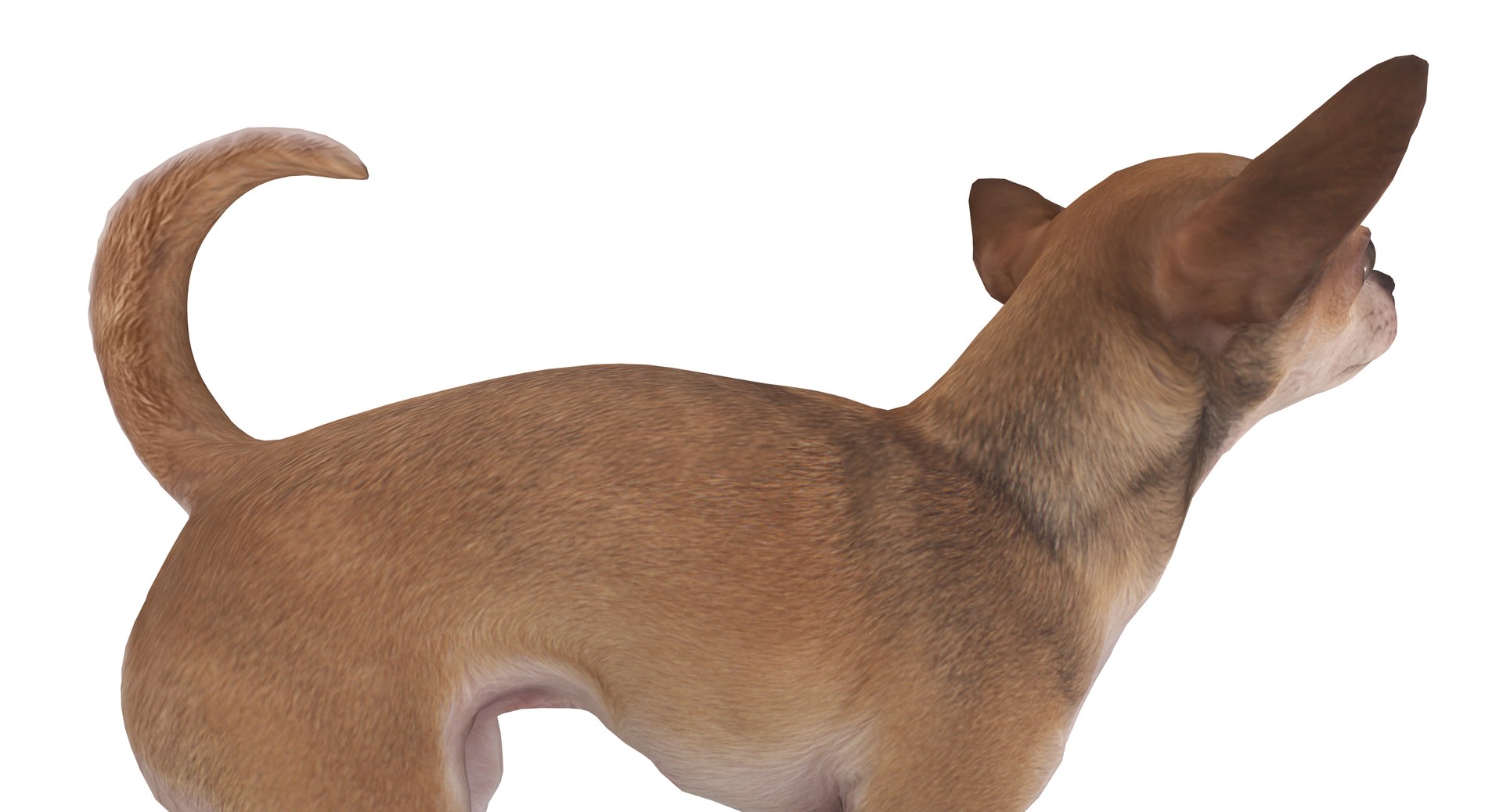 chihuahua people 2017 3D model https://p.turbosquid.com/ts-thumb/Md/zCincO/eKFuwinF/40007/png/1514802607/1920x1080/fit_q87/6bf8c065d5c1e40b26230cba2221987a154344ce/40007.jpg