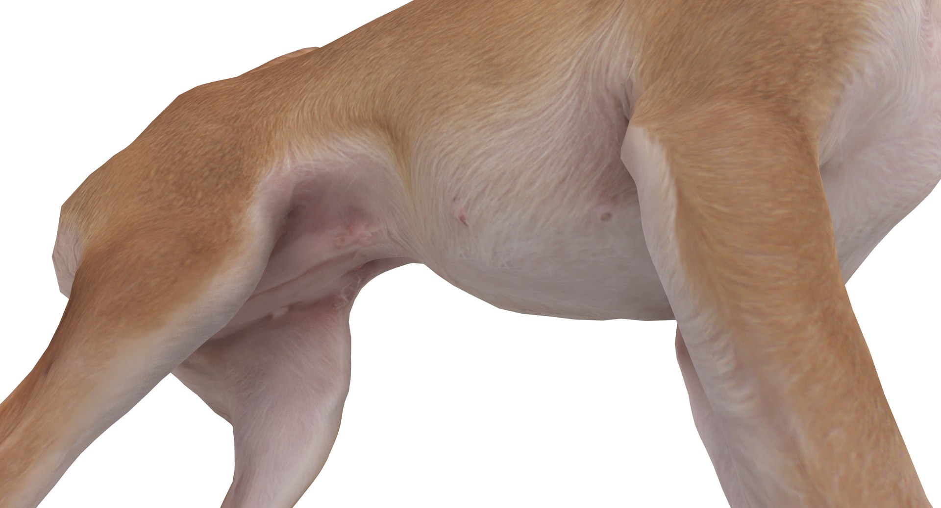 chihuahua people 2017 3D model https://p.turbosquid.com/ts-thumb/Md/zCincO/kSHuSzy6/40011/png/1514802607/1920x1080/fit_q87/a411fdaebac8b436ba426976f4c3c9d41585a83a/40011.jpg