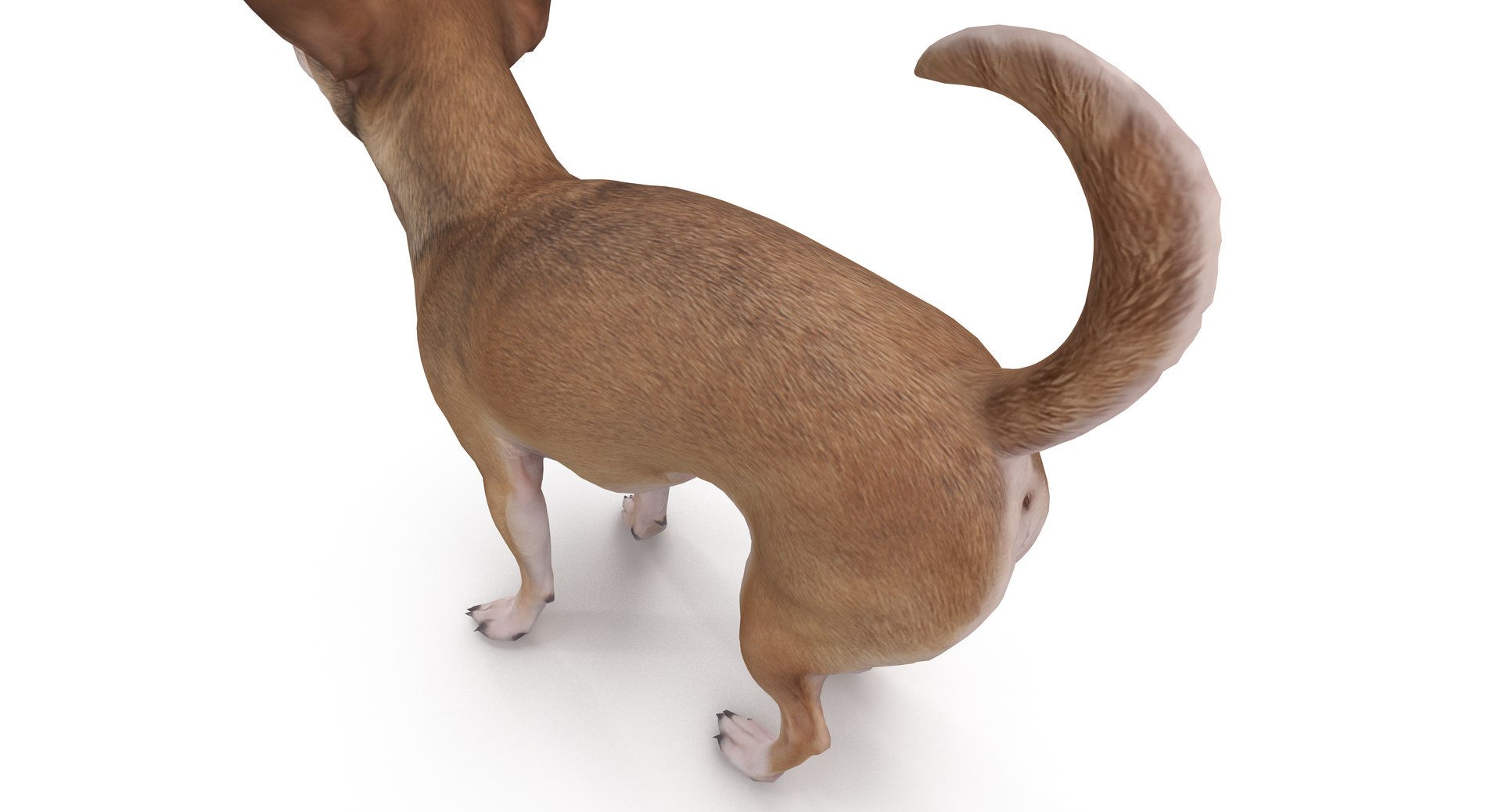 chihuahua people 2017 3D model https://p.turbosquid.com/ts-thumb/Md/zCincO/ksnbjcFx/40010/png/1514802607/1920x1080/fit_q87/8d7784ff5bc7c2e78fbb5984bcfa9686741a39bd/40010.jpg
