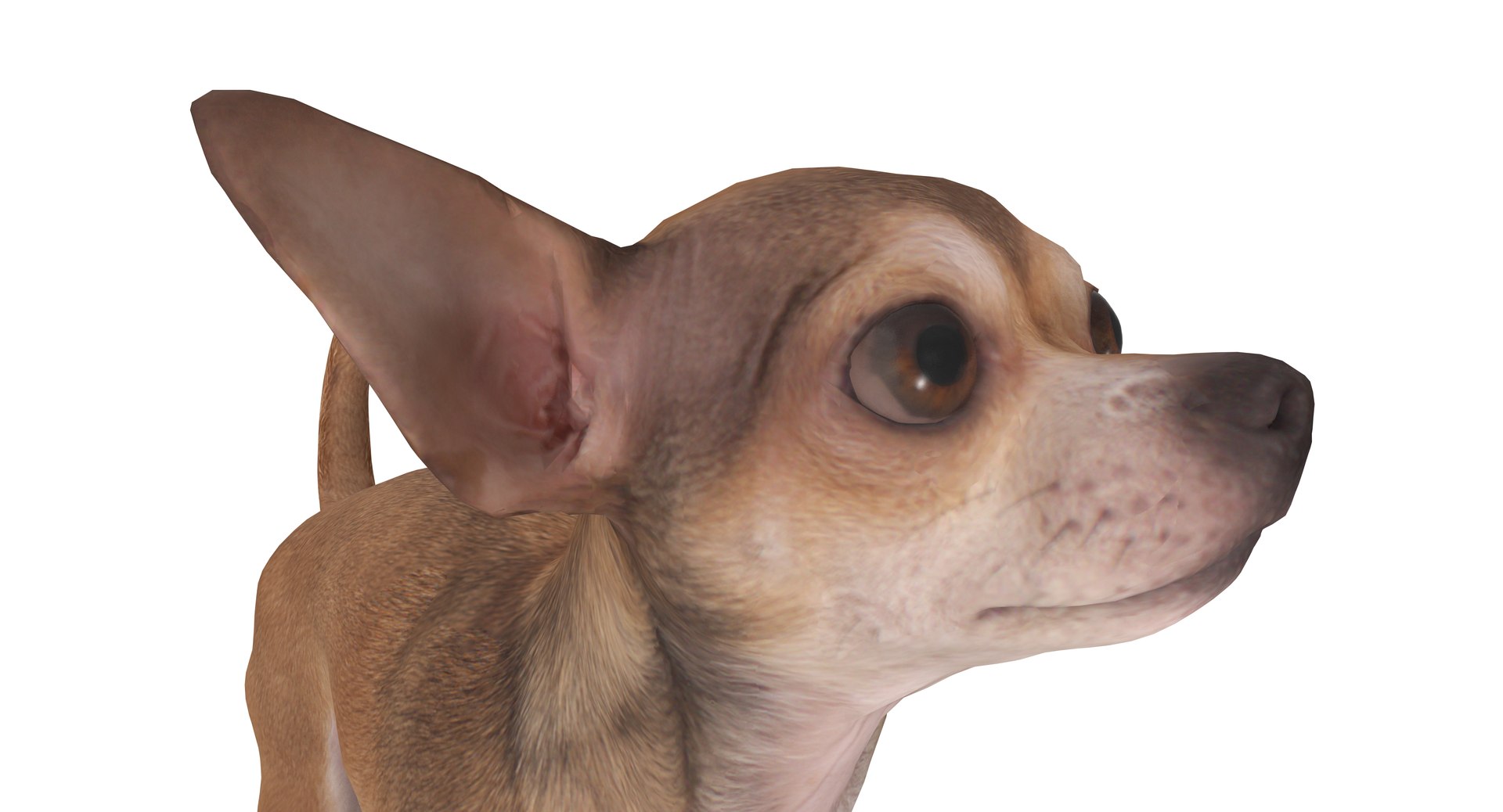 chihuahua people 2017 3D model https://p.turbosquid.com/ts-thumb/Md/zCincO/mB2E52Jh/40003/png/1514802607/1920x1080/fit_q87/7092790fd253048c93eafc186a2e4483b681a1cf/40003.jpg