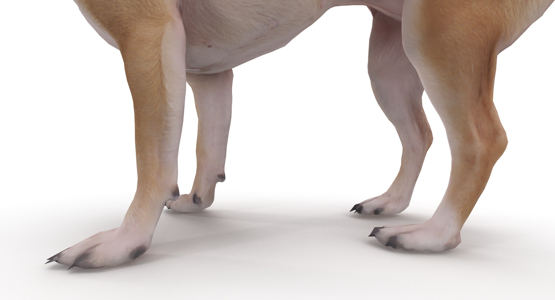 chihuahua people 2017 3D model https://p.turbosquid.com/ts-thumb/Md/zCincO/z4OM1Ymp/40002/png/1514802607/1920x1080/fit_q87/6ca84cbfd887805cf0665a1f845a675b572317dc/40002.jpg