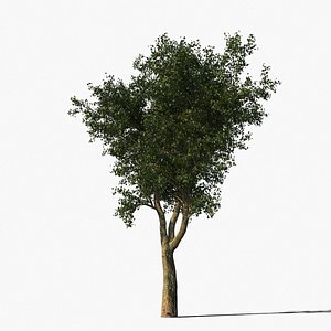 platanus tree bark 3d model