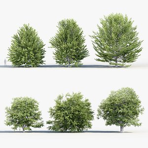 3D Fagus sylvatica - European beech 3D model