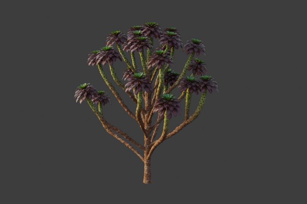 modelo 3d XfrogPlantas árbol siempreviva - Aeonium Arboreum - TurboSquid  1719374