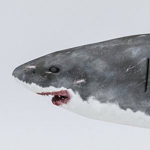 Rigged Shark Model