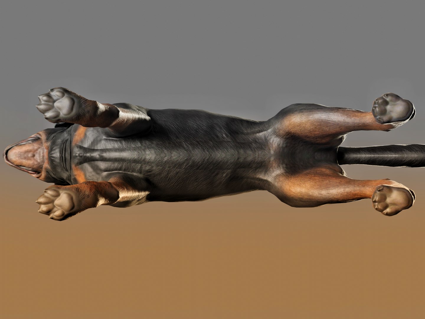 3D DOG - ROTTWEILER Model - TurboSquid 2030829