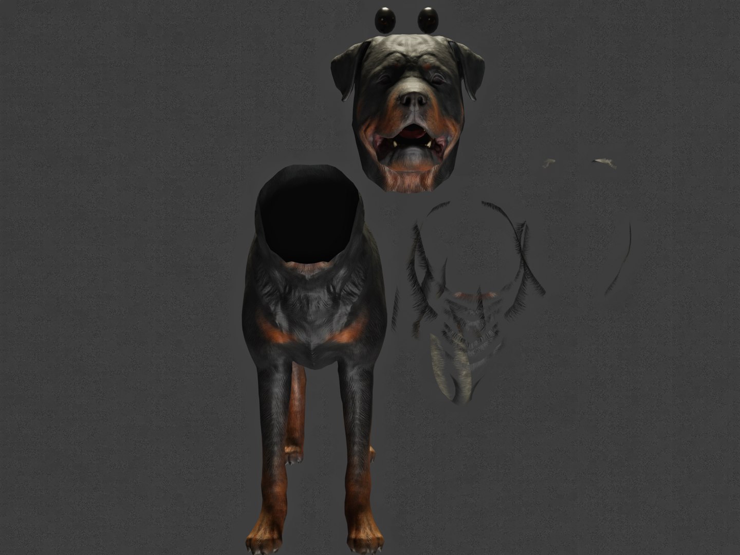 3D DOG - ROTTWEILER Model - TurboSquid 2030829