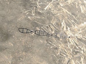 dna max