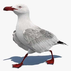 Seagull 3D Model Rigged 3D model