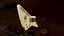 GIBSON Explorer 1984