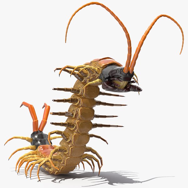 Scolopendra heros arizona giant model TurboSquid 1566846