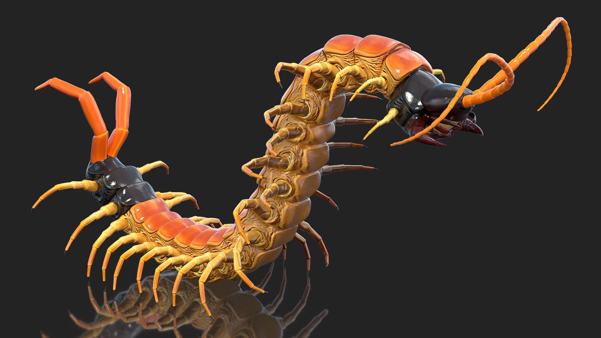 Scolopendra Heros Arizona Giant Centipede Rigged 3D model preview